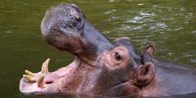 Nijlpaard Dierenpark Emmen 2007