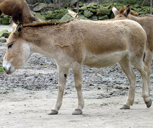 Onager Diergaarde Blijdorp 2008