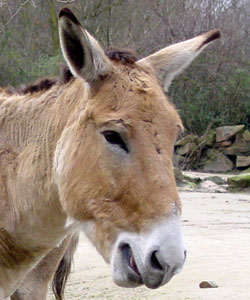 Onager Diergaarde Blijdorp 2008