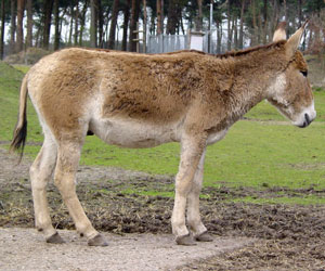 Onager Safaripark 2008
