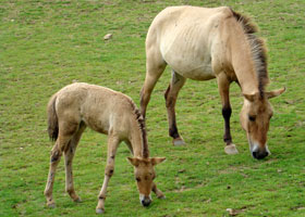 Przewalskipaard Gaiapark 2008