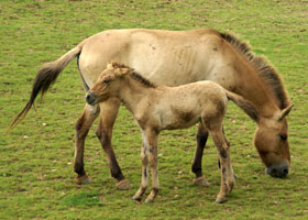 Przewalskipaard Gaiapark 2008