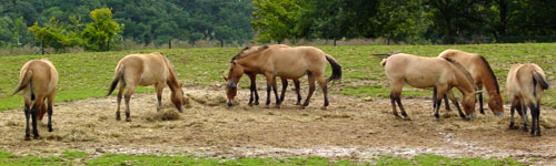 Przewalskipaard Gaiapark 2008