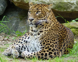 Panter Direnpark Emmen 2006