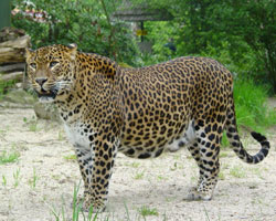 Panter Direnpark Emmen 2006