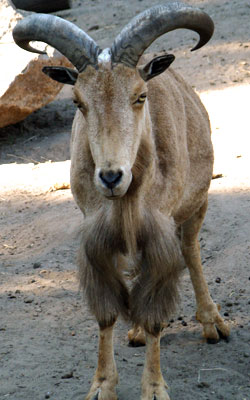 Manenschaap Dierenpark Amersfoort 2008