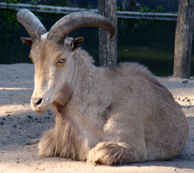 Manenschaap Dierenpark Amersfoort 2008