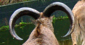 Manenschaap Dierenpark Amersfoort 2008