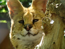Serval Diergaarde Blijdorp 2008