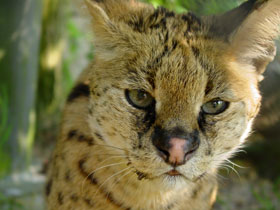 Serval Diergaarde Blijdorp 2008