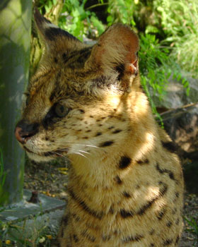 Serval Dierentuin Emmen 2007