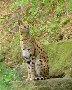 Serval Dierentuin Emmen 2007