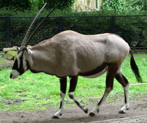 Zuid-Afrikaanse spiesbok Artis 2007