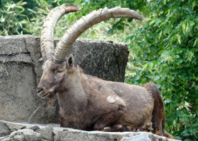Alpensteenbok Artis 2007