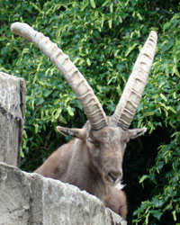 Alpensteenbok Artis 2007