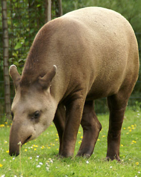 Braziliaanse tapir Gaiapark 2008
