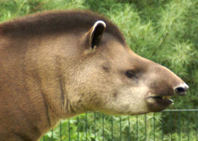 Braziliaanse tapir Gaiapark 2008