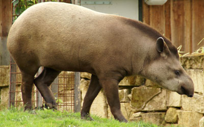 Braziliaanse tapir Gaiapark 2008