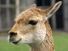 Vicuna Diergaarde Blijdorp 2008