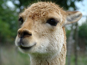 Vicuna Diergaarde Blijdorp 2008