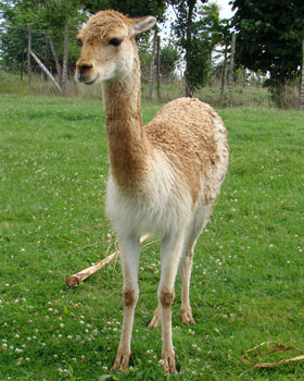 Vicuna Diergaarde Blijdorp 2008