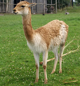 Vicuna Diergaarde Blijdorp 2008