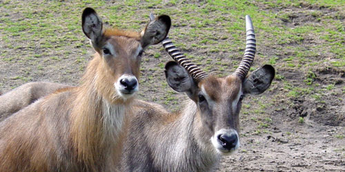Defassa waterbok Dierenpark Emmen 2007