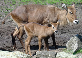 Defassa waterbok Dierenpark Emmen 2007