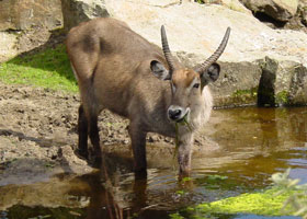 Defassa waterbok Dierenpark Emmen 2007