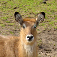 Defassa waterbok Dierenpark Emmen 2007