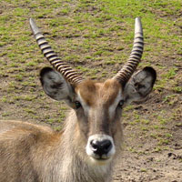 Defassa waterbok Dierenpark Emmen 2007