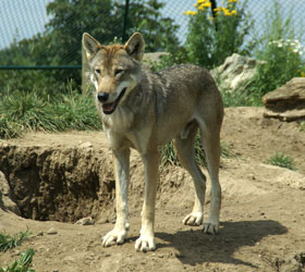 Europese grijze wolf Dierenrijk 2007