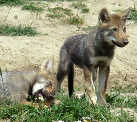 Europese grijze wolf Dierenrijk 2007