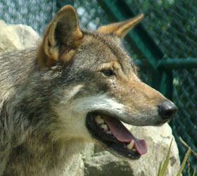 Europese grijze wolf Dierenrijk 2007