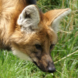 Manenwolf Diergaarde Blijdorp 2008
