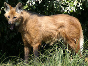 Manenwolf Diergaarde Blijdorp 2008