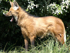Manenwolf Diergaarde Blijdorp 2008