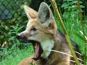 Manenwolf Artis 2007