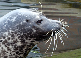 Zeehond Aqau Zoo 2007