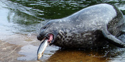 Zeehond Aqau Zoo 2007
