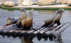 Californische zeeleeuw Dolfinarium 2008