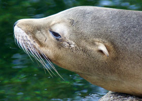 Californische zeeleeuw Artis 2007