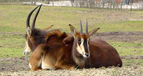 Zwarte paardantilope Safaripark 2009