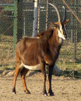 Zwarte paardantilope Safaripark 2009