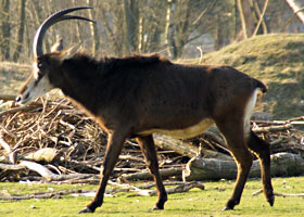 Zwarte paardantilope Safaripark 2009
