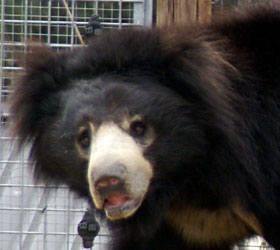 Lippenbeer Safaripark 2009