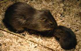 Wilde cavia Diergaarde Blijdorp 2009