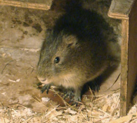 Wilde cavia Diergaarde Blijdorp 2009