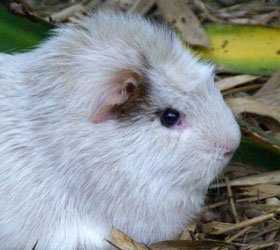 Tamme cavia NOP 2007