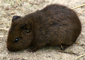 Tamme cavia NOP 2007